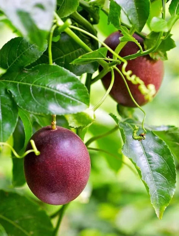 Purple Passion Fruit Vine Plant - Edible Passion Fruit Tree - Garden Ready