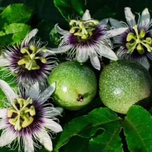 Purple Passion Fruit Vine Plant - Edible Passion Fruit Tree - Garden Ready