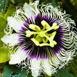 Purple Passion Fruit Vine Plant - Edible Passion Fruit Tree - Garden Ready