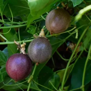Purple Passion Fruit Vine Plant - Edible Passion Fruit Tree - Garden Ready
