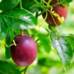 Purple Passion Fruit Vines Passionflower Plant - 2-3 Feet Tall - Gallon Pot - Fruiting Vine