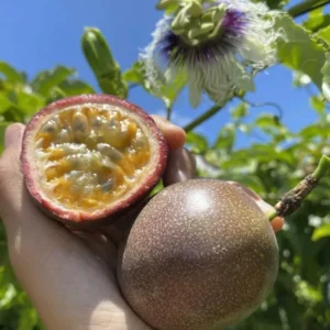 Purple Passion Fruit Vines Passionflower Plant - 2-3 Feet Tall - Gallon Pot - Fruiting Vine
