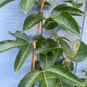 Purple Passion Fruit Vines Passionflower Plant - 2-3 Feet Tall - Gallon Pot - Fruiting Vine