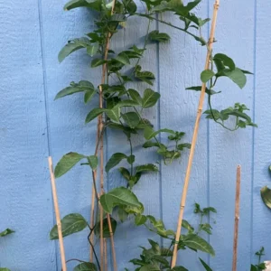 Purple Passion Fruit Vines Passionflower Plant - 2-3 Feet Tall - Gallon Pot - Fruiting Vine