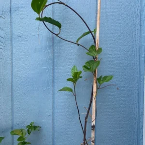 Purple Passion Fruit Vines Passionflower Plant - 2-3 Feet Tall - Gallon Pot - Fruiting Vine