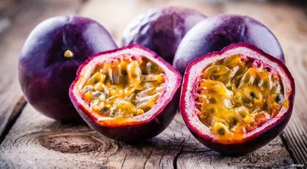 Purple Possum Passion Fruit Plant - 2-4 inch Plug - Edible Vine