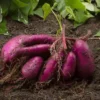 Purple Sweet Potato Slips - 20 Well Rooted Sweet Potato Vine Live Plant Cutting