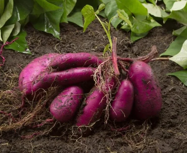 Purple Sweet Potato Slips - 20 Well Rooted Sweet Potato Vine Live Plant Cutting