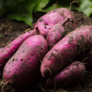 Purple Sweet Potato Slips - 20 Well Rooted Sweet Potato Vine Live Plant Cutting