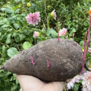 Purple Sweet Potato Slips - 20 Well Rooted Sweet Potato Vine Live Plant Cutting