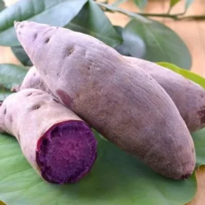 Purple Sweet Potato Slips - 20 Well Rooted Sweet Potato Vine Live Plant Cutting