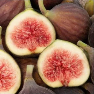 Chicago Hardy Fig Tree Plant Live Ficus Carica Fruit Tree Easy to Grow