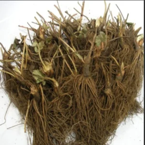 Strawberry Plants - 25 Everbearing Day Neutral Bare Root Plants