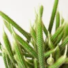Rat Tail Succulent - Trailing Cactus Plant - 2 inch - Green Succulent