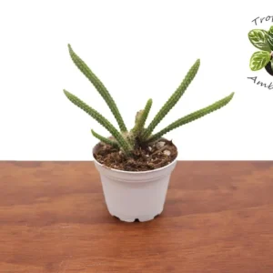 Rat Tail Succulent - Trailing Cactus Plant - 2 inch - Green Succulent