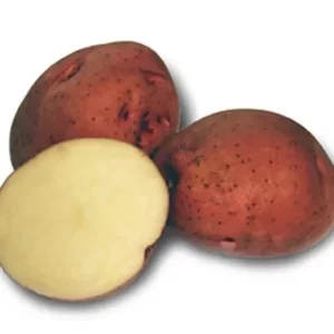 Red Pontiac Seed Potatoes - 2 lbs Certified Whole Potatoes for Spring