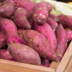 Red Sweet Potato Slips - Planting Set of 10 Live Vine Cuttings