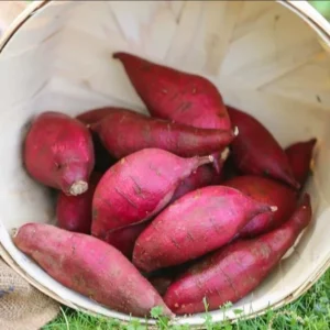 Red Sweet Potato Slips - Planting Set of 10 Live Vine Cuttings
