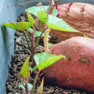 Red Sweet Potato Slips - Planting Set of 10 Live Vine Cuttings