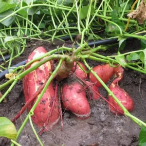 Red Sweet Potato Slips - Planting Set of 10 Live Vine Cuttings
