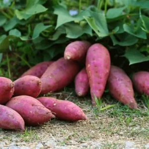 Red Sweet Potato Slips - Planting Set of 10 Live Vine Cuttings