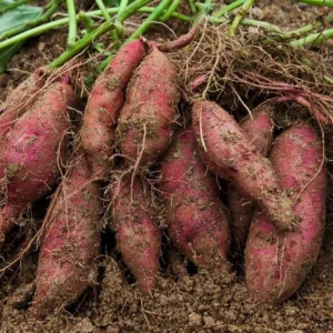 Red Sweet Potato Slips - Planting Set of 10 Live Vine Cuttings