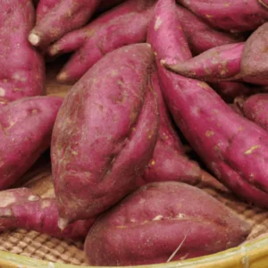 Red Sweet Potato Slips - Planting Set of 10 Live Vine Cuttings