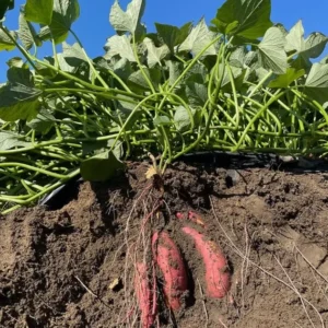 Red Sweet Potato Slips - Planting Set of 10 Live Vine Cuttings