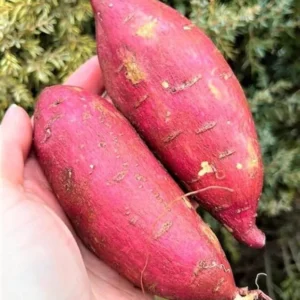 Red Sweet Potato Slips - Planting Set of 10 Live Vine Cuttings