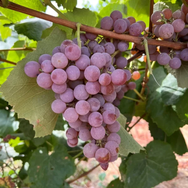 Reliance Seedless Grape Vine - Bare Root Live Plant - Red Grape - Preorder April Shipping