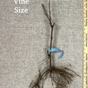Reliance Seedless Grape Vine - Bare Root Live Plant - Red Grape - Preorder April Shipping