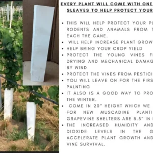 Reliance Seedless Grape Vine - Bare Root Live Plant - Red Grape - Preorder April Shipping