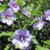 Rose of Sharon Hibiscus syriacus Plant Plug 12-16 Inches Pink Tea