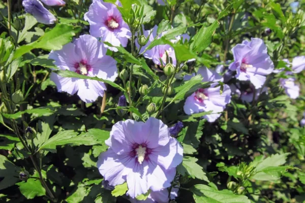 Rose of Sharon Hibiscus syriacus Plant Plug 12-16 Inches Pink Tea