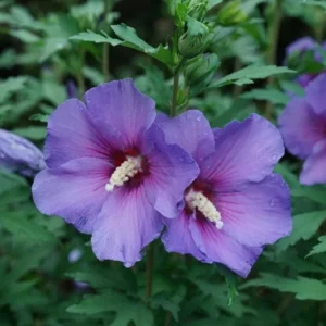 Rose of Sharon Hibiscus syriacus Plant Plug 12-16 Inches Pink Tea