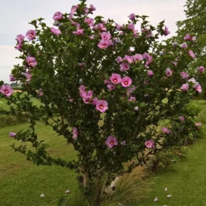 Rose of Sharon Hibiscus syriacus Plant Plug 12-16 Inches Pink Tea