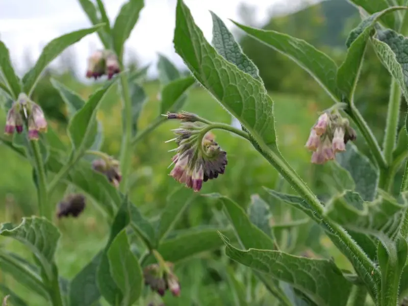 Russian comfrey, a hybrid of common and prickly comfrey, produces beautiful bell-shaped flowers that change from purple to pink.
