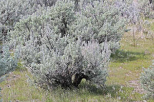Sagebrush, fire-resistant plants california