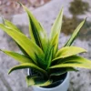 Sansevieria Gold Flame Plant 8 inch Indoor Snake Plant