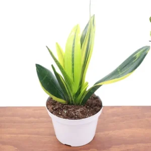 Sansevieria Gold Flame Plant 8 inch Indoor Snake Plant