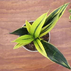 Sansevieria Gold Flame Plant 8 inch Indoor Snake Plant