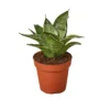 Sansevieria Starlight Plant - 4 Inch Potted Snake Plant - Easy Care Indoor Plant