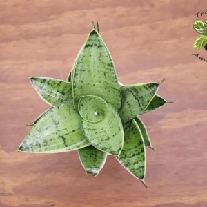 Sansevieria Starlight Plant - 4 Inch Potted Snake Plant - Easy Care Indoor Plant
