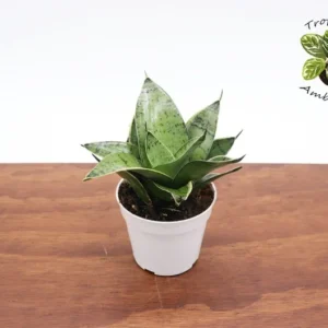 Sansevieria Starlight Plant - 4 Inch Potted Snake Plant - Easy Care Indoor Plant