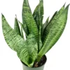 Sansevieria Zeylanica Plant - 4 inch Potted Snake Plant - Easy Care Houseplant