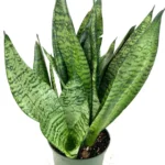 Sansevieria Zeylanica Plant - 4 inch Potted Snake Plant - Easy Care Houseplant
