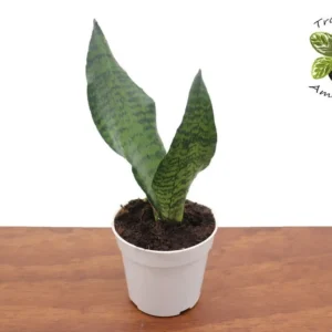 Sansevieria Zeylanica Plant - 4 inch Potted Snake Plant - Easy Care Houseplant