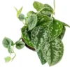 Satin Pothos Plant 2 Inch Potted Indoor Trailing Vine