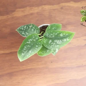 Satin Pothos Plant 2 Inch Potted Indoor Trailing Vine