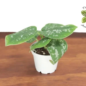 Satin Pothos Plant 2 Inch Potted Indoor Trailing Vine